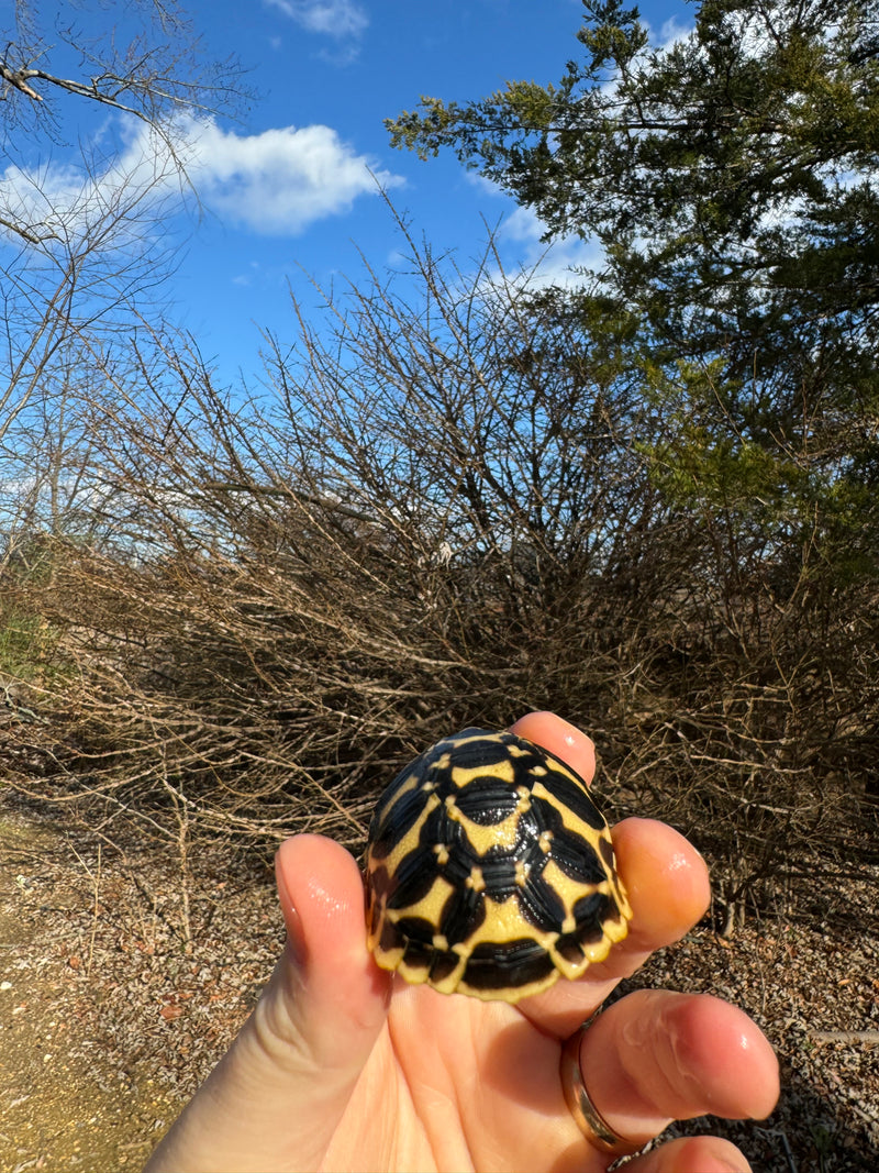 Sri Lankan Star Tortoise 2024