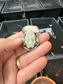 Parker's Snake Neck Turtle Baby