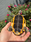 Twist-necked Turtle LTC Male