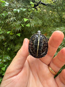 HI YELLOW Florida Box Turtle 2025