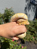 Banana Ball Python Mixed Morph Male
