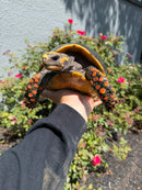Red Foot Tortoise Adult Female