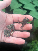 Oak Toad Adults (Anaxyrus quercicus)