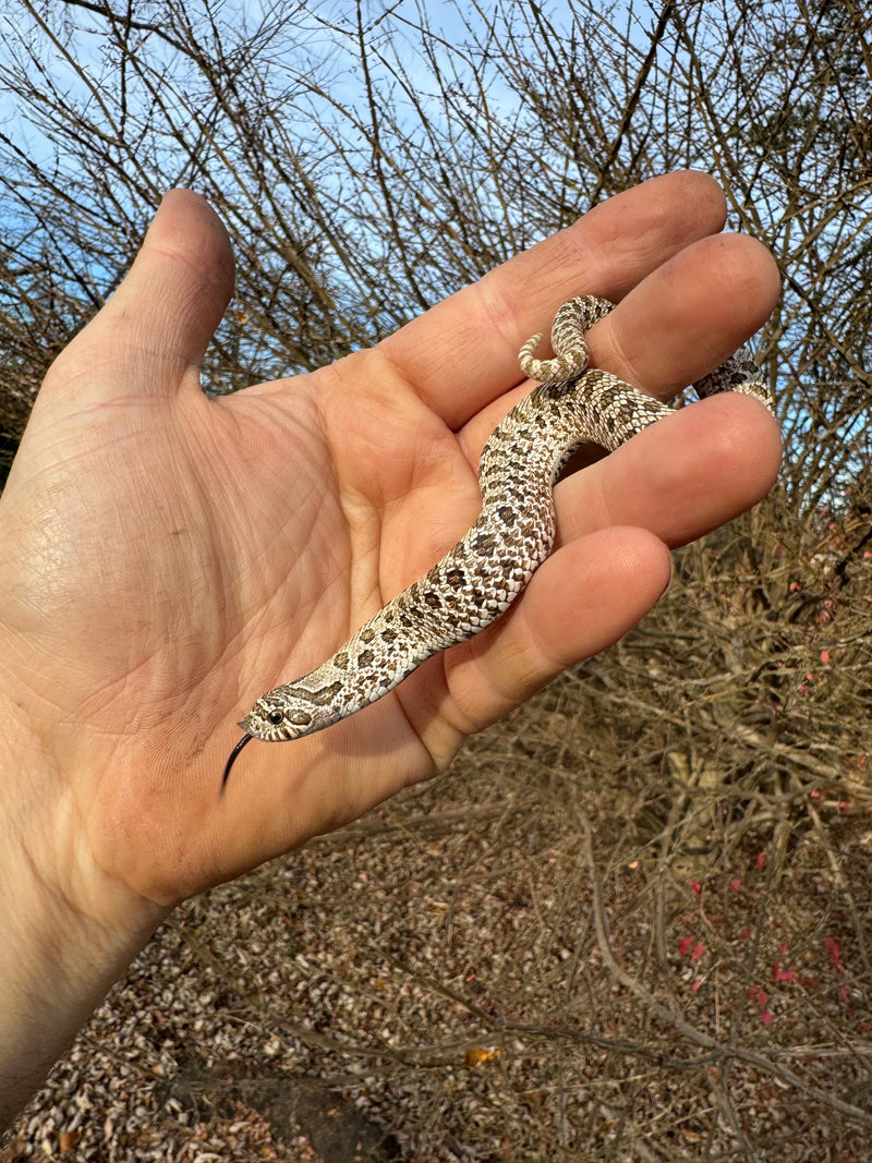 Arctic Western Hognose Snake Female