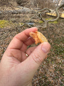 Baby Albino Common Snapping Turtle Female