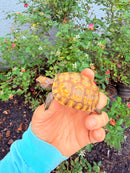 Hypomelanistic Cherryhead Red Foot Tortoise Baby 2026