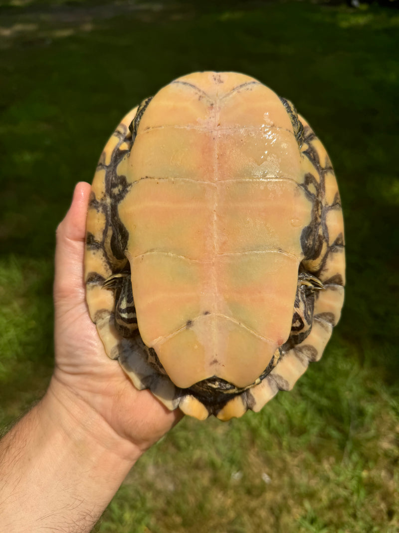 Barbour's  Map Turtle 1.4 Adult Breeding Colony (Graptemus barbouri)