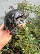 Adult Mississippi Diamondback Terrapin Female