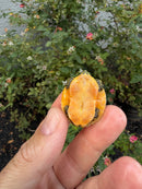 Golden Flame Florida Red Bellied Turtle 2026
