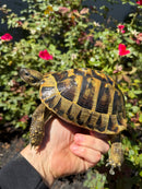 Eastern Hermann's Tortoise Adult Male