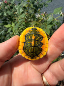 Supernova Golden Flame Florida Red Bellied Turtle
