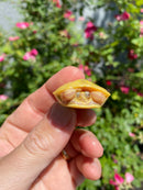Albino Yellow Bellied Slider Turtle Female