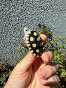 Ornate Diamondback Terrapin Female