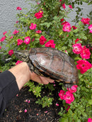 Reeves Turtles Adult Female