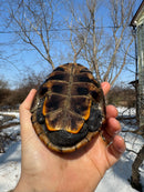 Mississippi Female Map Turtle Adult X Mississippi Diamondback Terrapin Adult Male BREEDING PROJECT