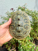 Concentric Diamondback Terrapin Adult Female