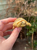 Leopard Tortoise 2024