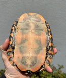 Northern Red Bellied Turtle Fancy Juvenile