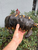 Red Foot Tortoise Adult Male