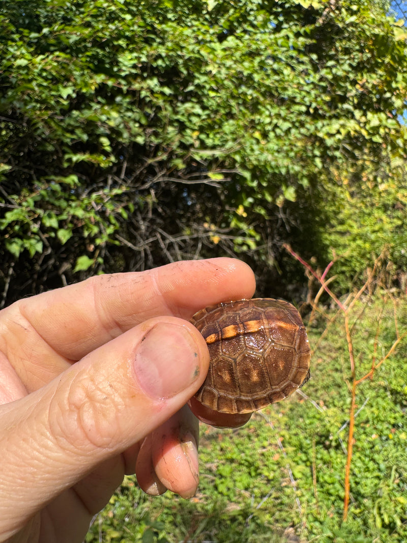 Hi Color Orange Baby Eastern Box Turtle