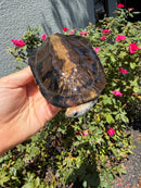 Twist-necked Turtle LTC Female