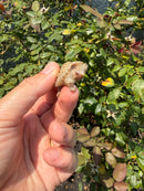 Albino Florida Snapping Turtle 2026