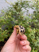 Sri Lankan Star Tortoise 2026