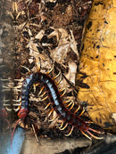 Amazonian Giant Centipede (Scelopendra gigantea)