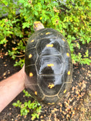 Red Foot Tortoise Adult Female