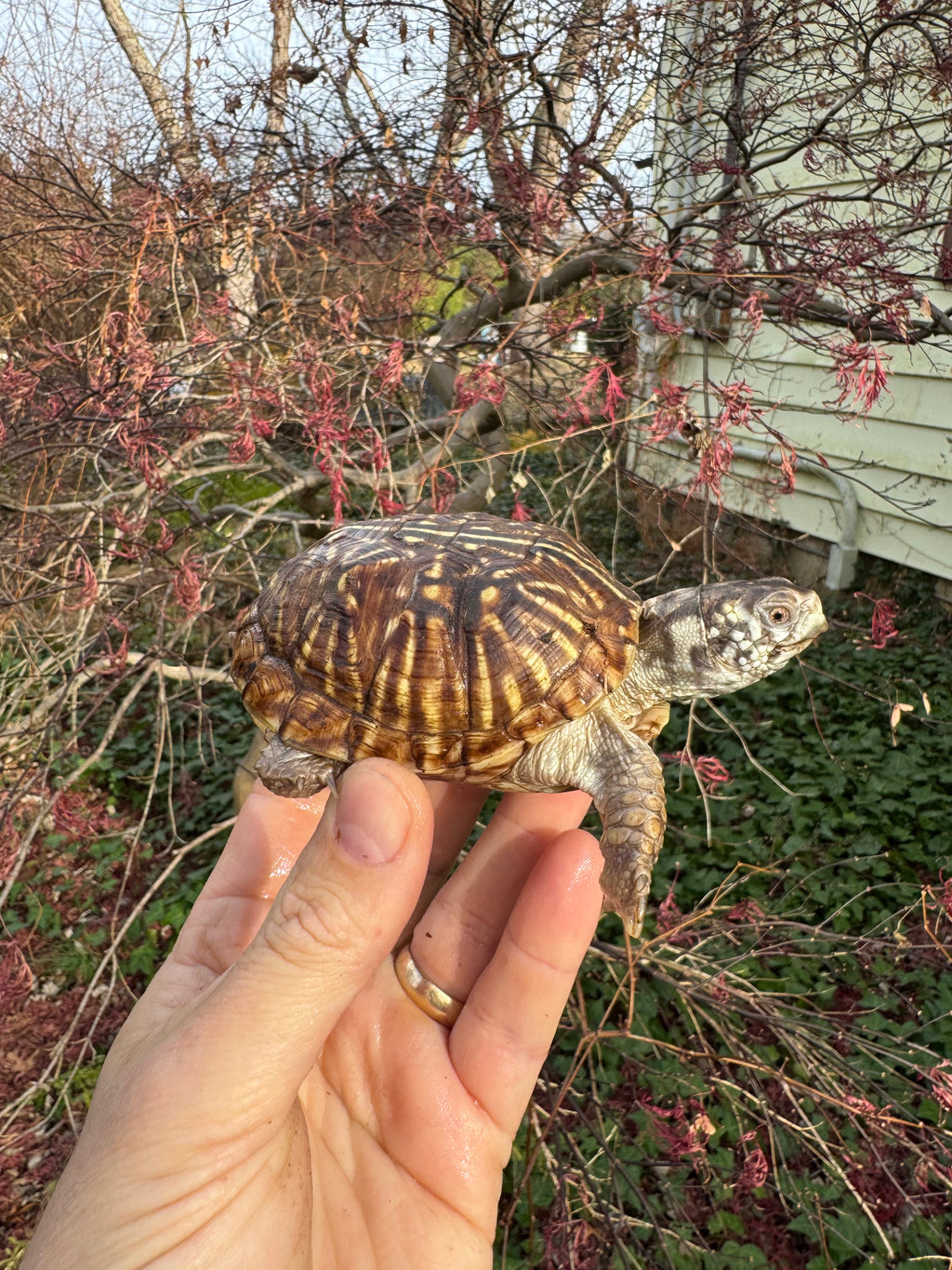 Desert Box Turtle For Sale | American Reptile Distributors