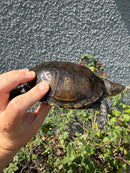 Franco-Italian Pond Turtle Adult Female