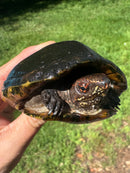 Tobasco Mud Turtle Adult Trio