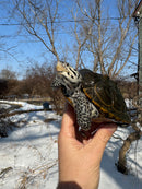 Adult Concentric Diamondback Terrapin Female