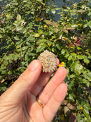 Albino Florida Snapping Turtle 2026