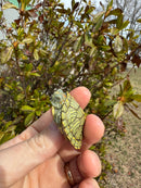 Mitch Clown Red Eared Slider Turtle