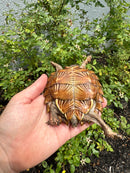 Spiny Hill Turtle CB 2025