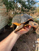 Barbados Red Foot Tortoise Adult Pair (Chelonoidis carbonaria)