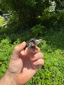 Hi White Concentric Diamondback Terrapin 2024