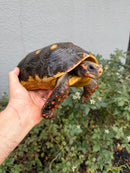 Red Foot Tortoise Adult Male