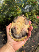 Mexican Giant Musk Adult Female