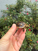 Pancake Tortoise Baby 2026