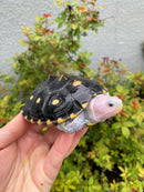 Ornate Diamondback Terrapin Female