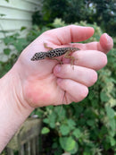 Giant Dalmatian Anole (Anolis sabanus)