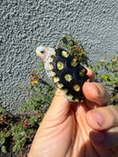 Ornate Diamondback Terrapin Female