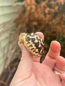 Sri Lankan Star Tortoise Female