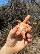 Baby Albino Common Snapping Turtle Female