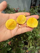 Albino Yellow Bellied Slider Turtle Babies (Trachemys scripta)