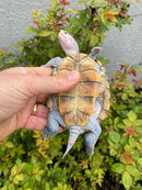 Ornate Diamondback Terrapin Male
