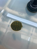 Pastel Clown Red Eared Slider Turtle 2023