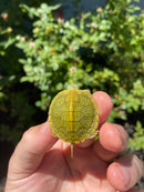 Mitch Clown Red Eared Slider Turtle